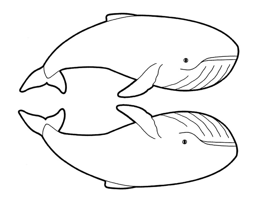 Coloring page: Whale (Animals) #936 - Free Printable Coloring Pages