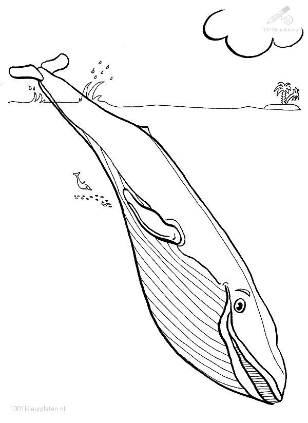 Coloring page: Whale (Animals) #937 - Free Printable Coloring Pages