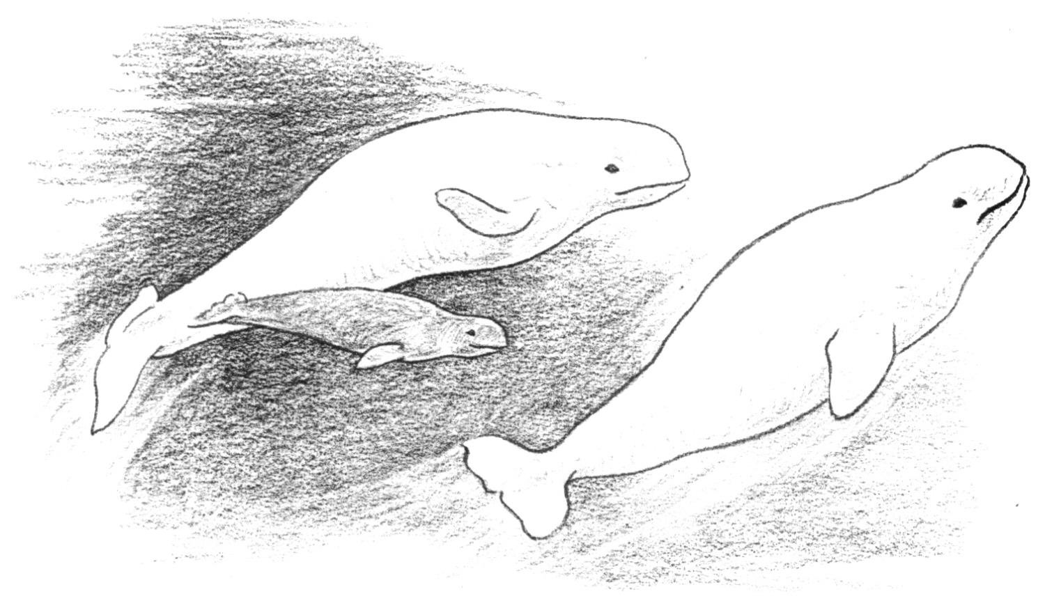 Coloring page: Whale (Animals) #948 - Free Printable Coloring Pages