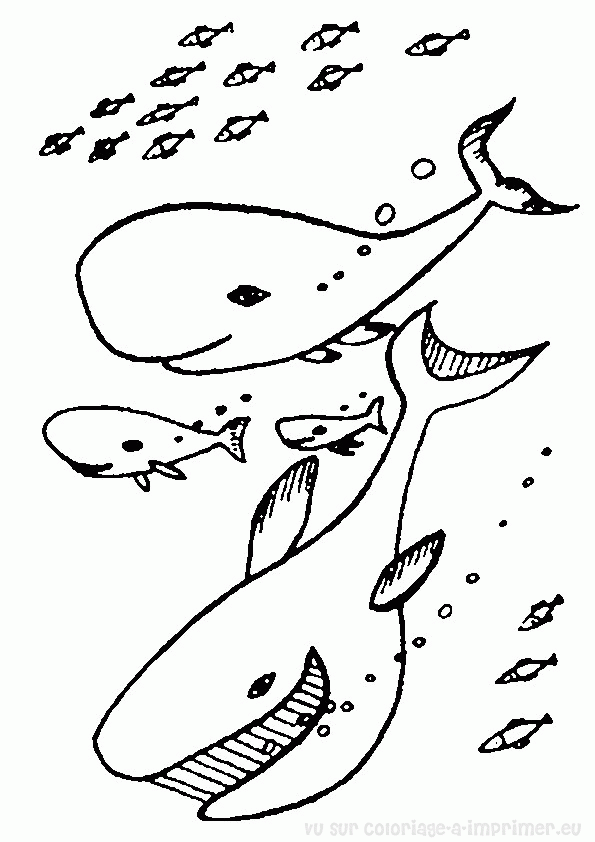 Coloring page: Whale (Animals) #960 - Free Printable Coloring Pages