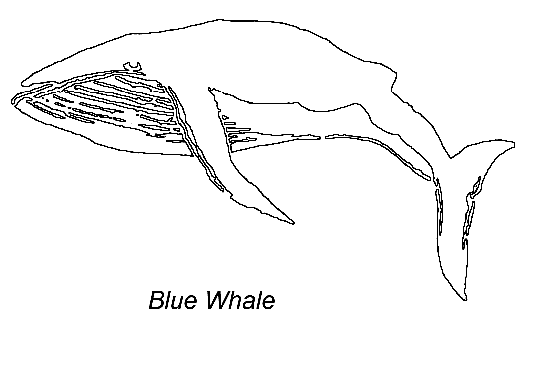 Coloring page: Whale (Animals) #963 - Free Printable Coloring Pages