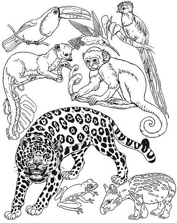 Drawing Wild / Jungle Animals #21101 (Animals) – Printable coloring pages