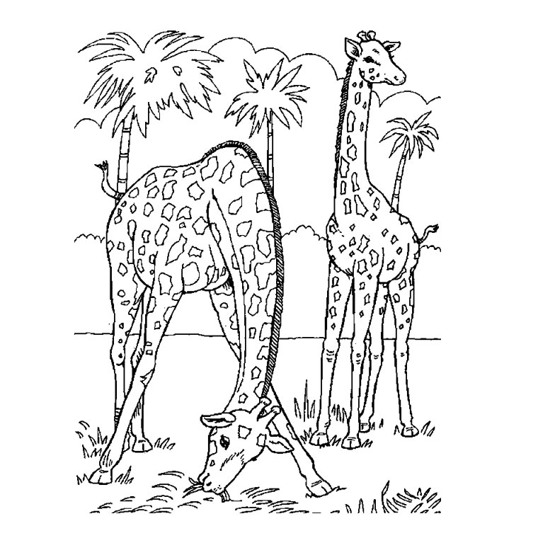 Coloring page: Wild / Jungle Animals (Animals) #21144 - Free Printable Coloring Pages