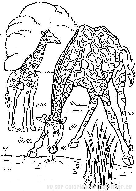 Coloring page: Wild / Jungle Animals (Animals) #21190 - Free Printable Coloring Pages