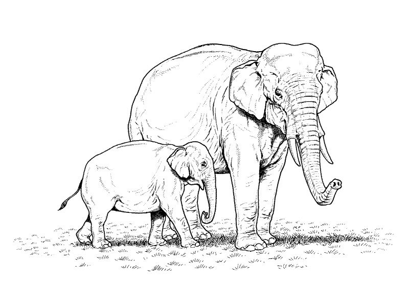 Coloring page: Wild / Jungle Animals (Animals) #21205 - Free Printable Coloring Pages