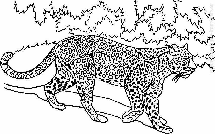 Coloring page: Wild / Jungle Animals (Animals) #21277 - Free Printable Coloring Pages