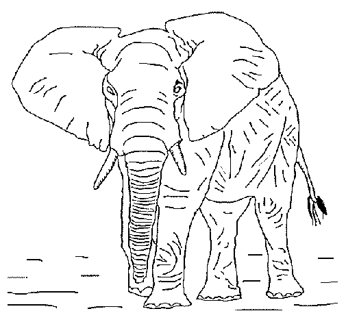 Coloring page: Wild / Jungle Animals (Animals) #21331 - Free Printable Coloring Pages