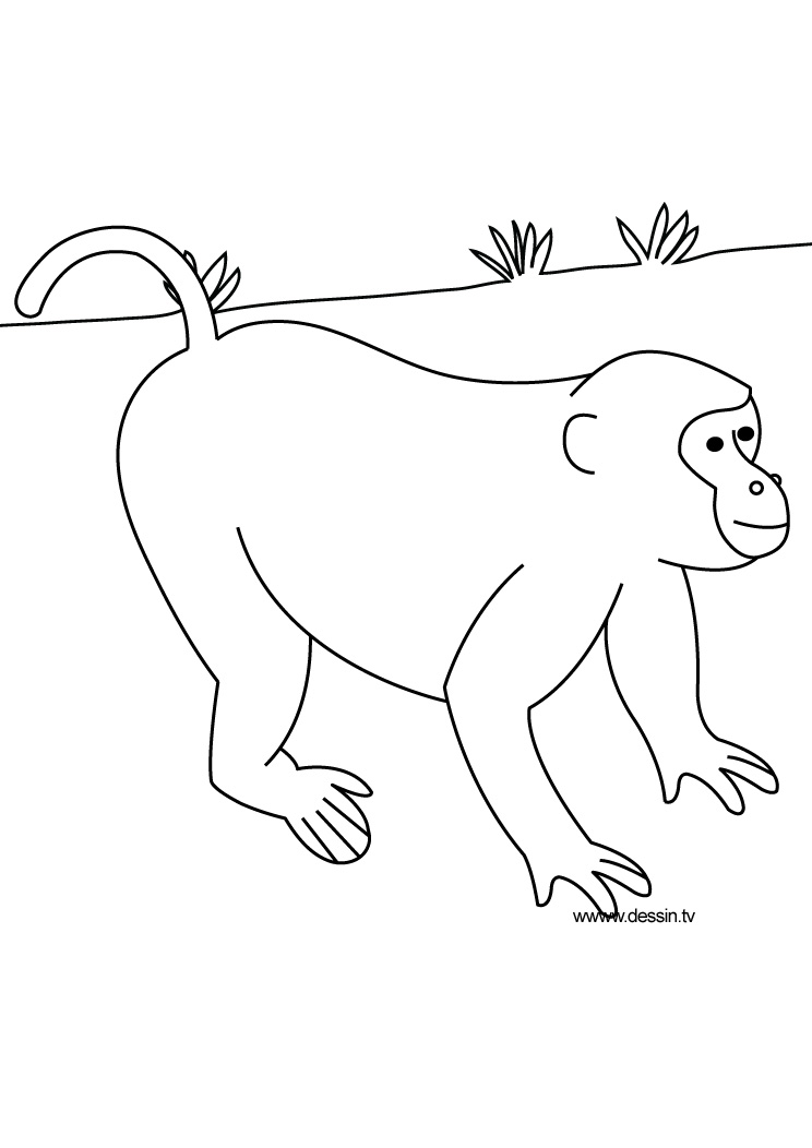 Coloring page: Wild / Jungle Animals (Animals) #21359 - Free Printable Coloring Pages