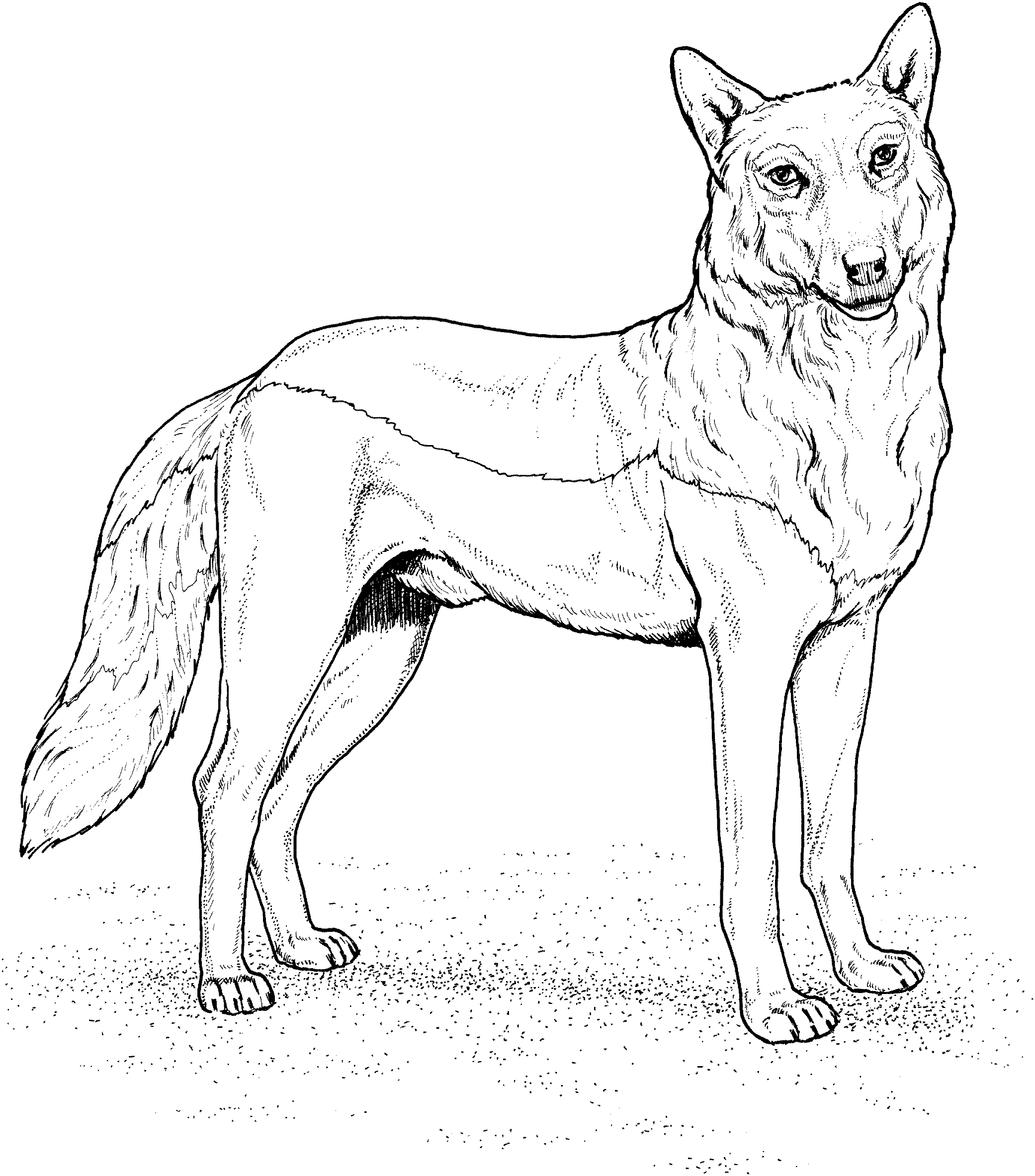 drawing wolf 10443 animals printable coloring pages
