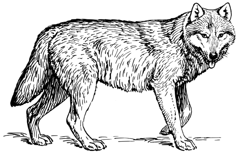 Coloring page: Wolf (Animals) #10444 - Free Printable Coloring Pages