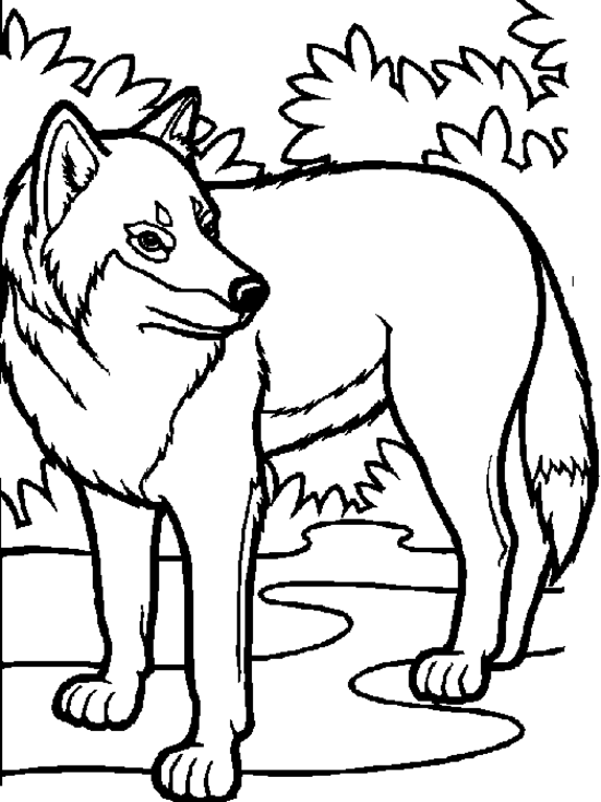 Coloring page: Wolf (Animals) #10448 - Free Printable Coloring Pages