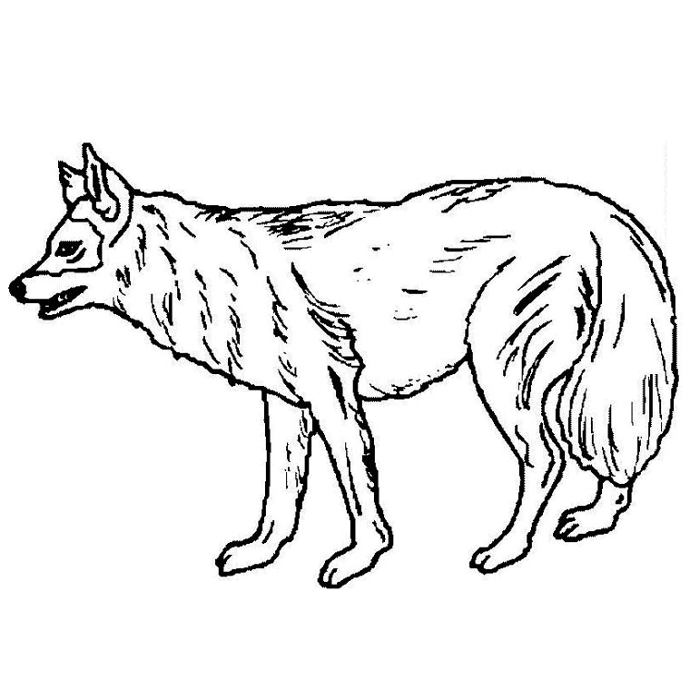 Coloring page: Wolf (Animals) #10461 - Free Printable Coloring Pages