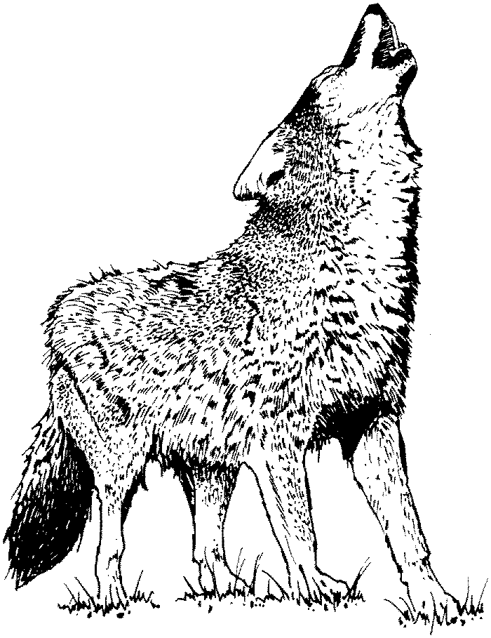 Coloring page: Wolf (Animals) #10483 - Free Printable Coloring Pages
