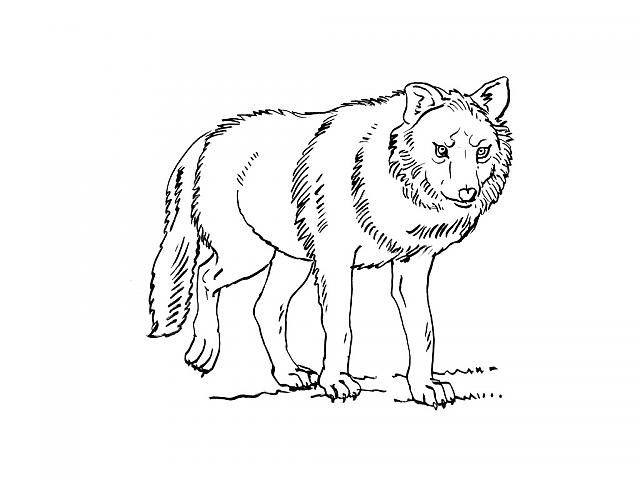 Coloring page: Wolf (Animals) #10501 - Free Printable Coloring Pages