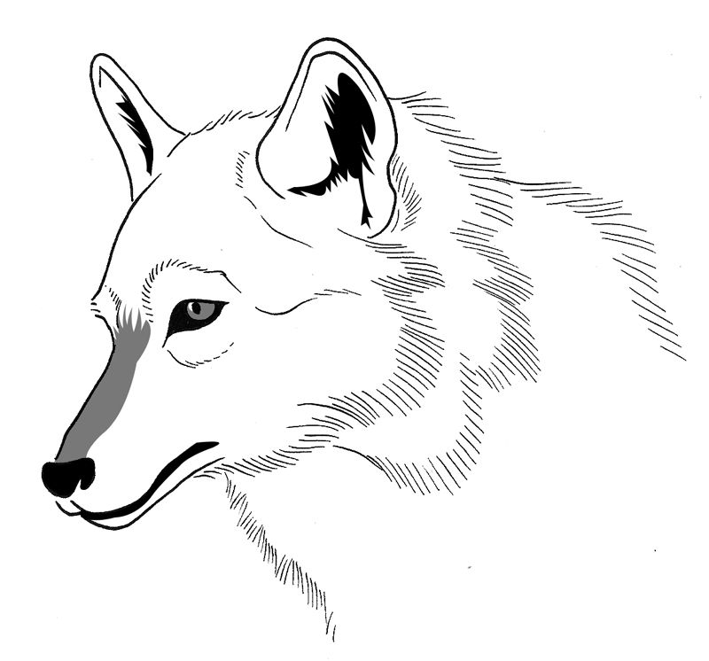 Coloring page: Wolf (Animals) #10528 - Free Printable Coloring Pages