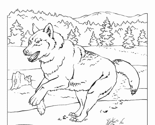 Coloring page: Wolf (Animals) #10543 - Free Printable Coloring Pages