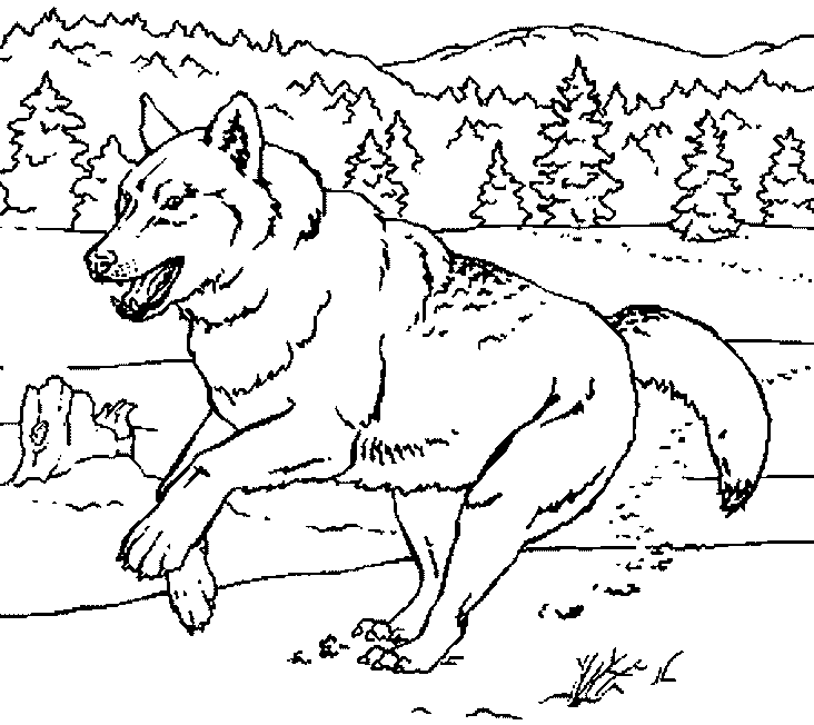 Coloring page: Wolf (Animals) #10555 - Free Printable Coloring Pages