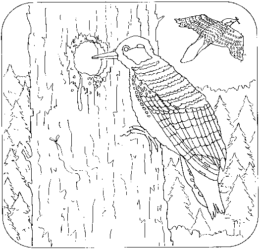 Coloring page: Woodpecker (Animals) #16683 - Free Printable Coloring Pages