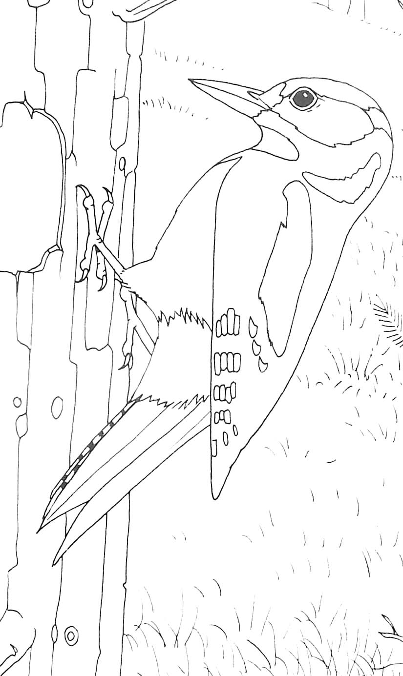 Coloring page: Woodpecker (Animals) #16717 - Free Printable Coloring Pages