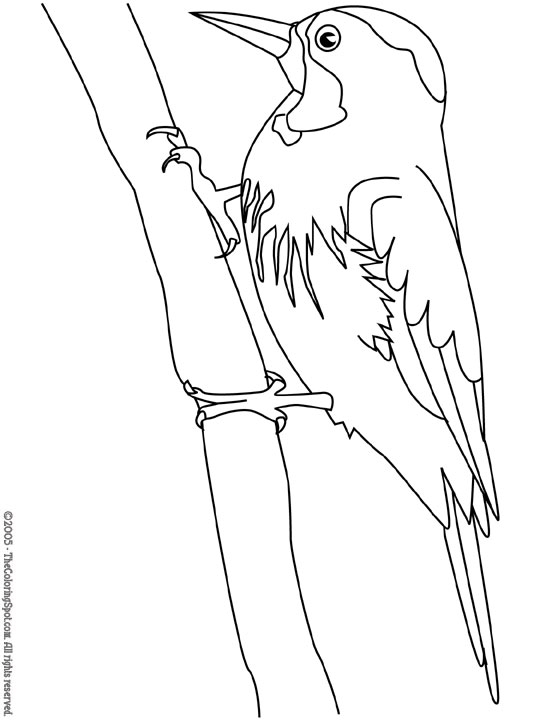 Coloring page: Woodpecker (Animals) #16722 - Free Printable Coloring Pages