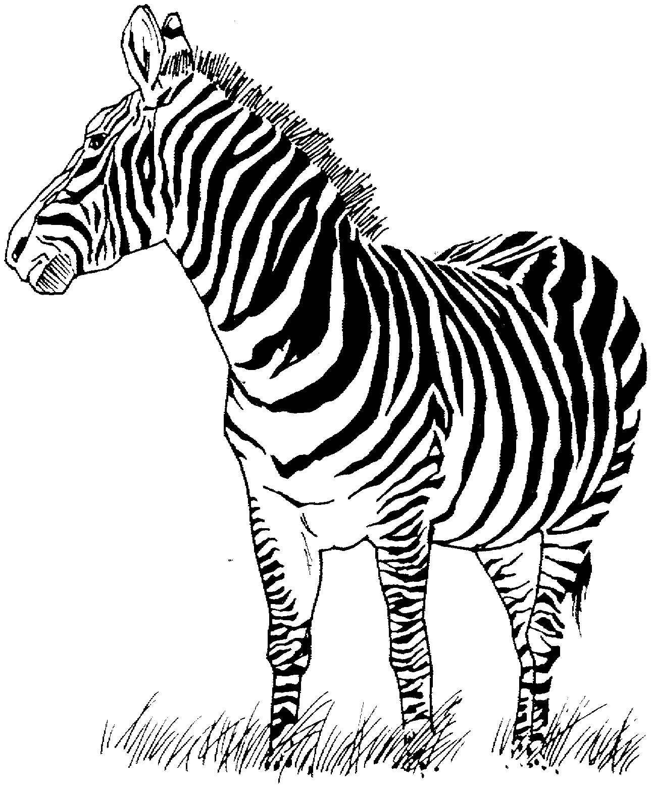 Coloring page: Zebra (Animals) #12949 - Free Printable Coloring Pages