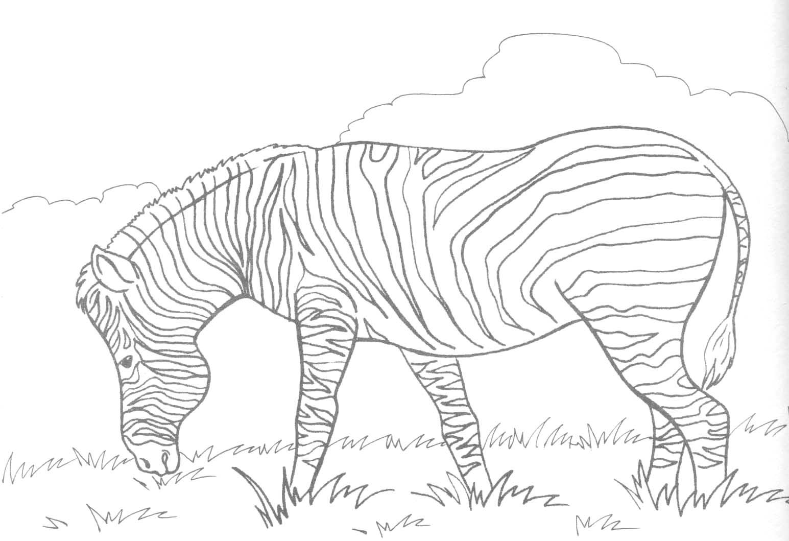Coloring page: Zebra (Animals) #12958 - Free Printable Coloring Pages