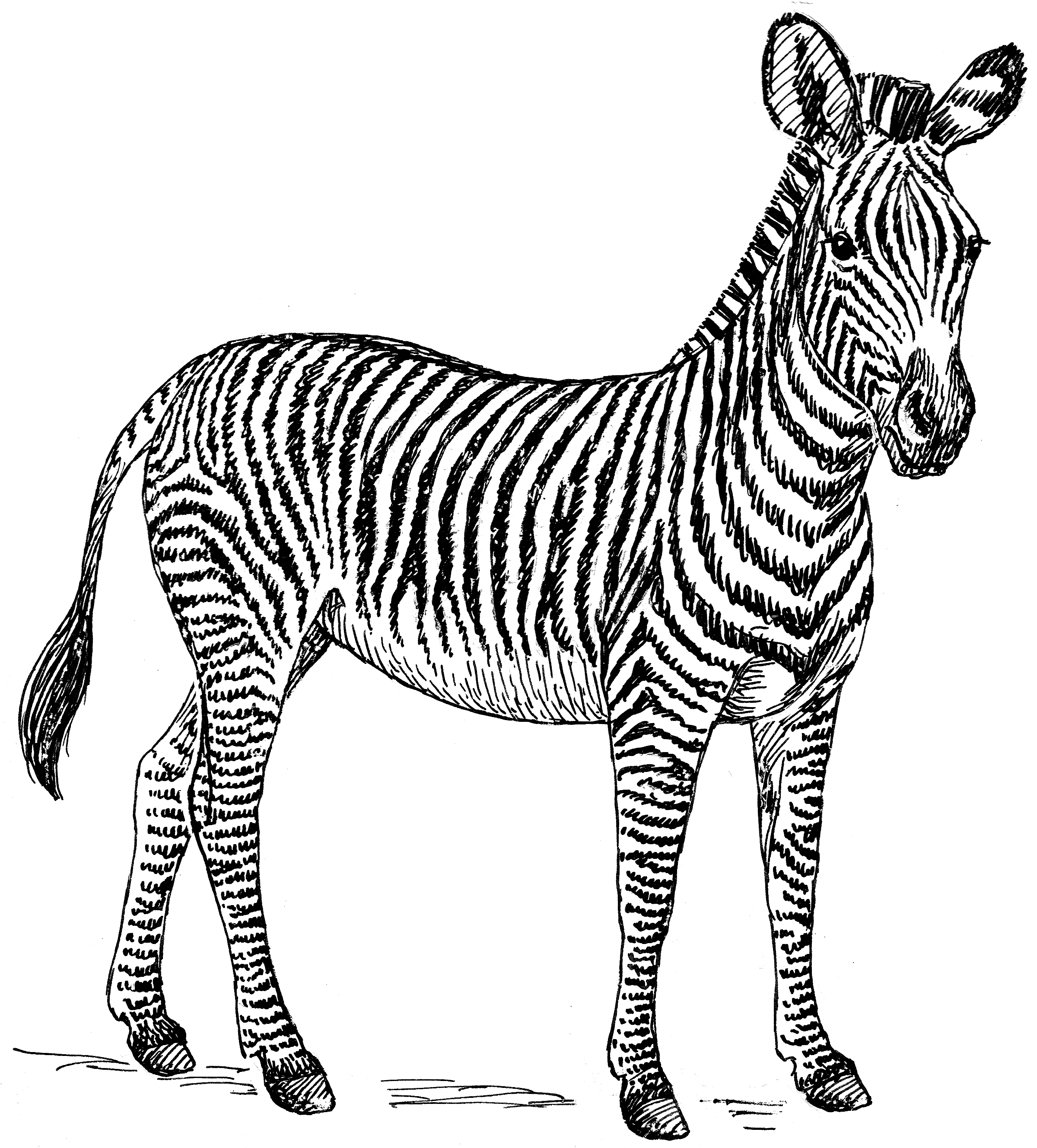 Coloring page: Zebra (Animals) #12960 - Free Printable Coloring Pages