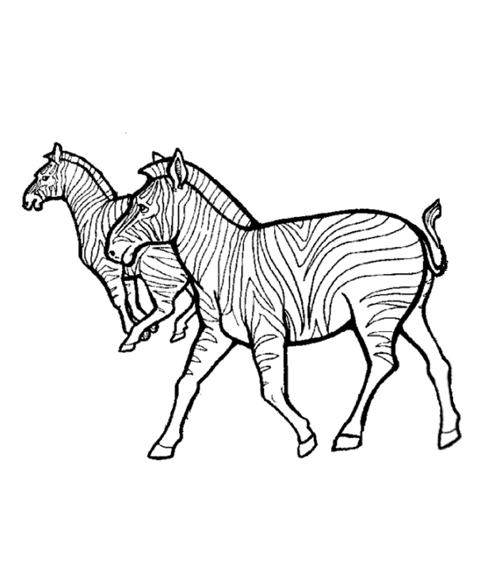 Coloring page: Zebra (Animals) #12974 - Free Printable Coloring Pages