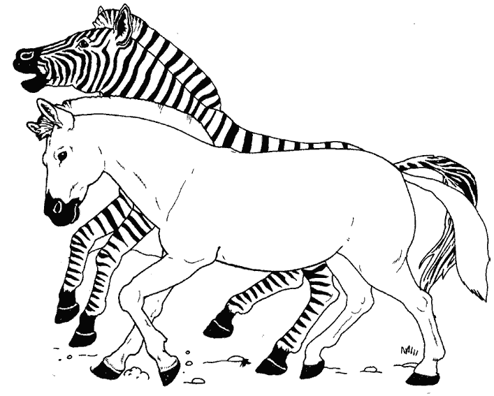 Coloring page: Zebra (Animals) #12981 - Free Printable Coloring Pages