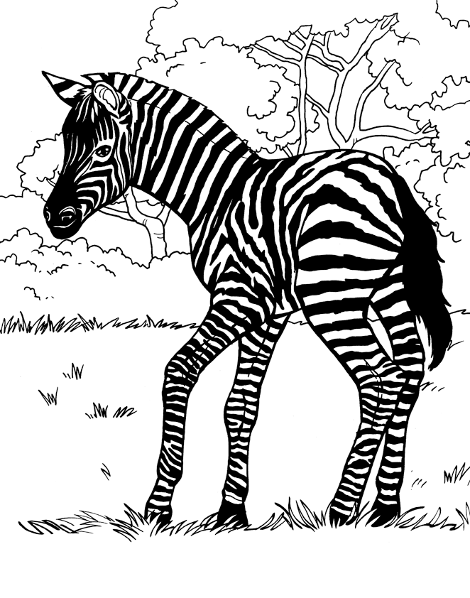 Coloring page: Zebra (Animals) #13027 - Free Printable Coloring Pages