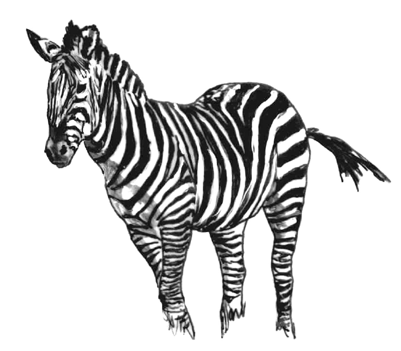 Coloring page: Zebra (Animals) #13036 - Free Printable Coloring Pages