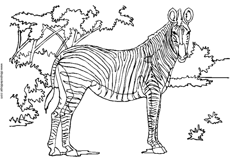 Coloring page: Zebra (Animals) #13041 - Free Printable Coloring Pages