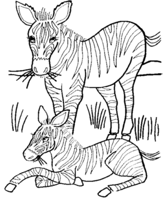 Coloring page: Zebra (Animals) #13051 - Free Printable Coloring Pages