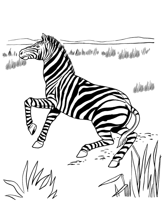 Coloring page: Zebra (Animals) #13053 - Free Printable Coloring Pages