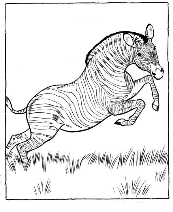 Coloring page: Zebra (Animals) #13058 - Free Printable Coloring Pages