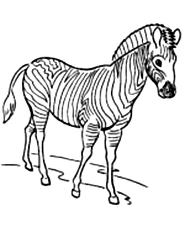 Coloring page: Zebra (Animals) #13085 - Free Printable Coloring Pages