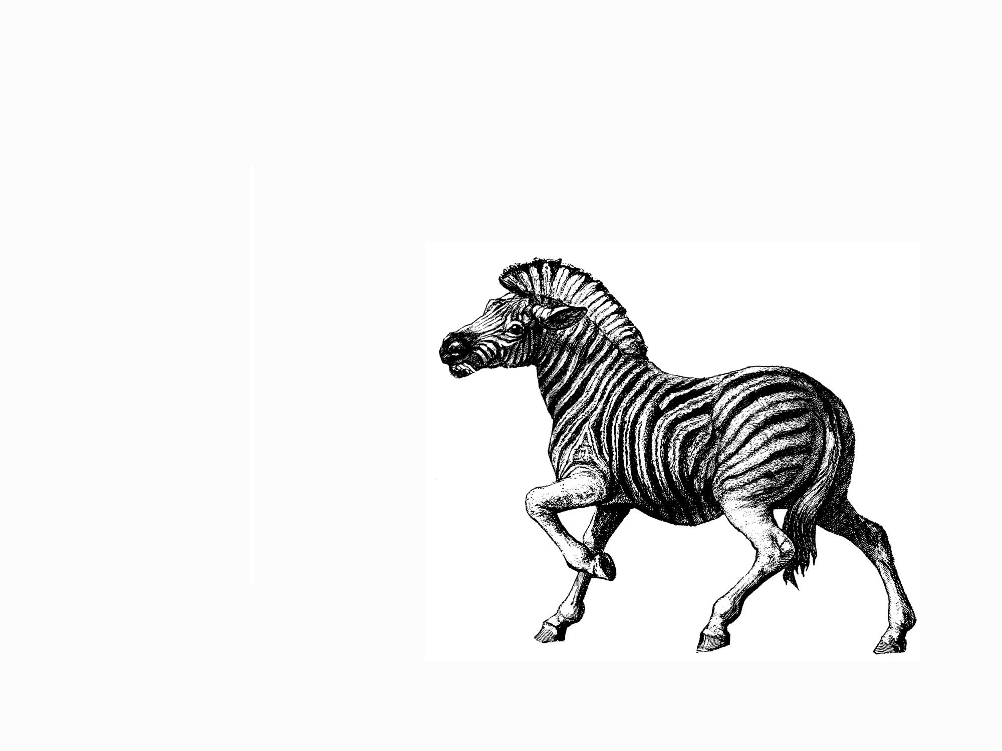 Coloring page: Zebra (Animals) #13100 - Free Printable Coloring Pages