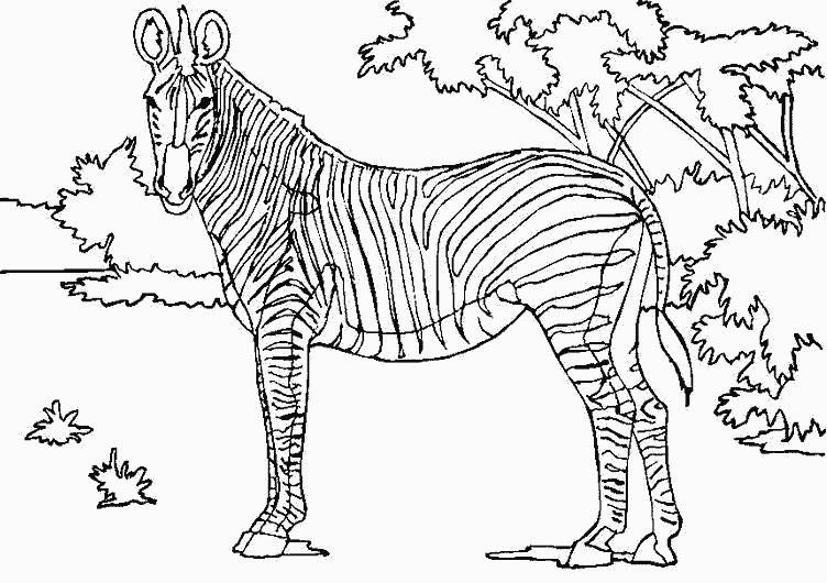 Coloring page: Zebra (Animals) #13117 - Free Printable Coloring Pages