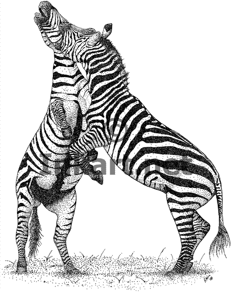 Coloring page: Zebra (Animals) #13122 - Free Printable Coloring Pages