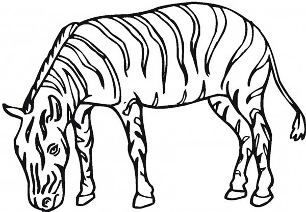 Coloring page: Zebra (Animals) #13133 - Free Printable Coloring Pages