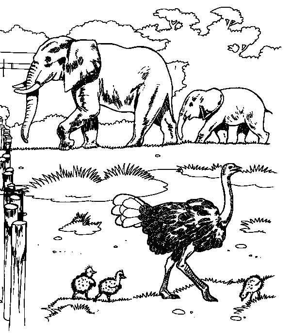 Coloring page: Zoo (Animals) #12659 - Free Printable Coloring Pages