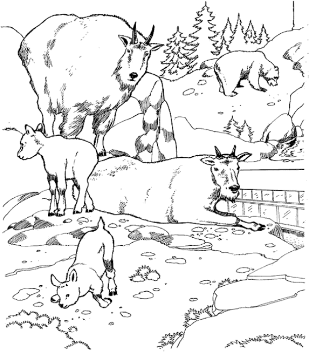 Coloring page: Zoo (Animals) #12713 - Free Printable Coloring Pages