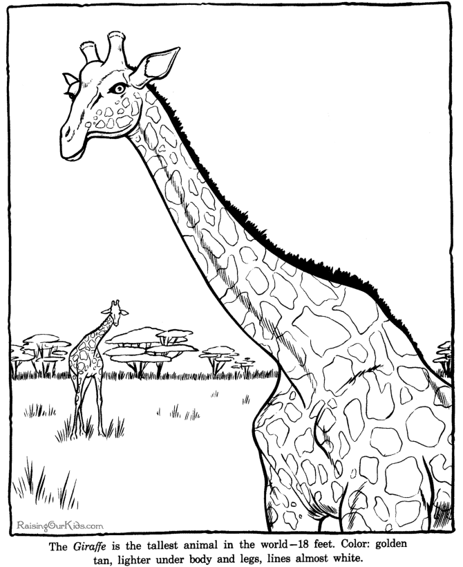 Coloring page: Zoo (Animals) #12741 - Free Printable Coloring Pages