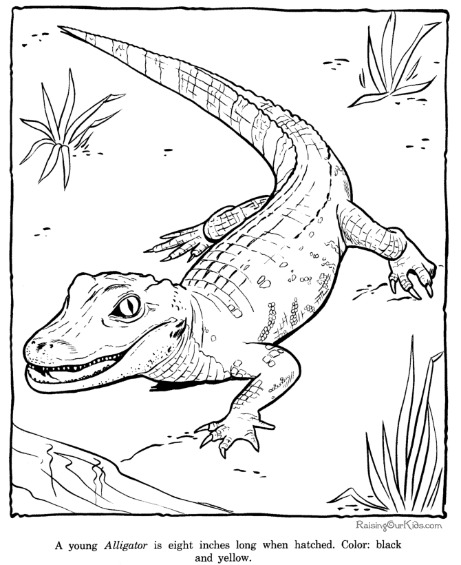 Zoo #12820 (Animals) - Printable coloring pages