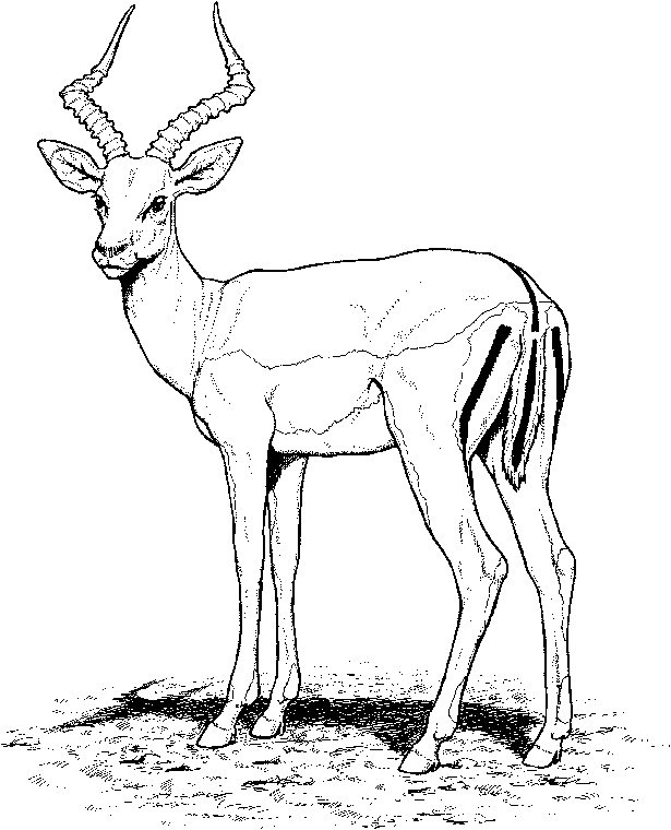 Coloring page: Zoo (Animals) #12844 - Free Printable Coloring Pages