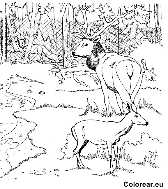 Coloring page: Zoo (Animals) #12888 - Free Printable Coloring Pages