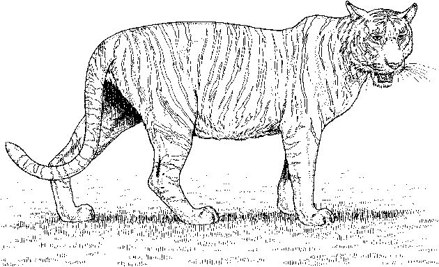 Coloring page: Zoo (Animals) #12901 - Free Printable Coloring Pages