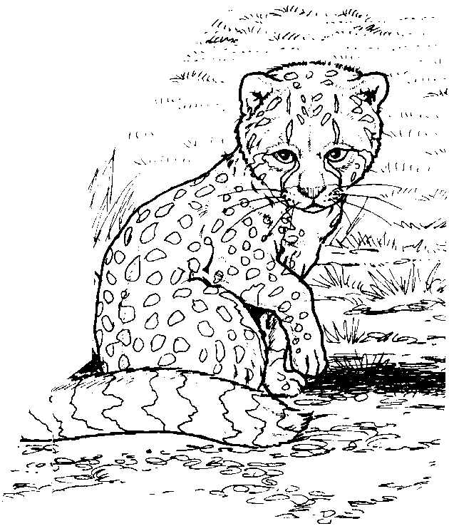 Coloring page: Zoo (Animals) #12914 - Free Printable Coloring Pages