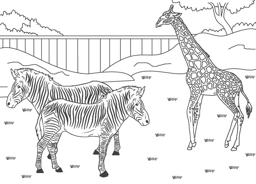 Free printable Zoo coloring page #201740 from Animals collection
