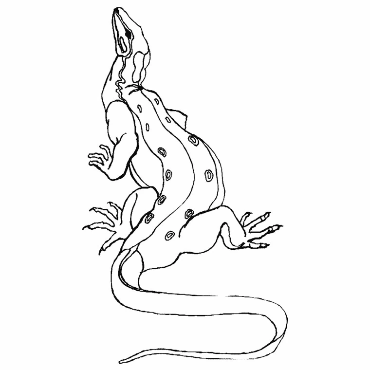 Free printable Dragon coloring page #5838 from Characters collection